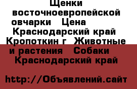 Щенки восточноевропейской овчарки › Цена ­ 8 000 - Краснодарский край, Кропоткин г. Животные и растения » Собаки   . Краснодарский край